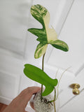 Philodendron Florida Beauty
