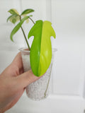 Philodendron Florida Beauty