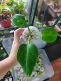Philodendron white princess #b1