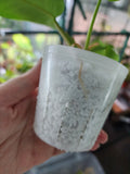 Philodendron white princess #b1