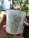 Philodendron white princess #b1