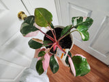 Philodendron Pink Princess #1