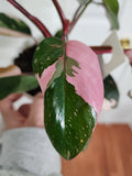 Philodendron Pink Princess #1