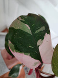 Philodendron Pink Princess #1