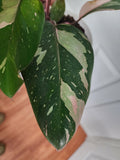 Philodendron Pink Princess #1
