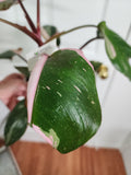 Philodendron Pink Princess #1