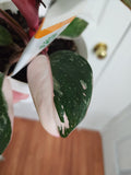 Philodendron Pink Princess #1