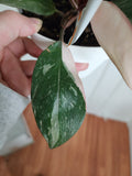 Philodendron Pink Princess #1