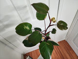 Philodendron pink princess #2