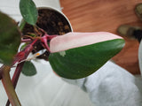 Philodendron pink princess #2