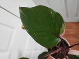 Philodendron pink princess #2