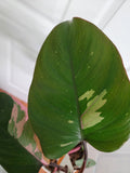 Philodendron pink princess #2