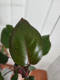Philodendron pink princess #2
