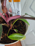 Philodendron pink princess #2