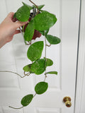 Hoya parasitica heart splash