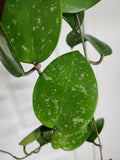 Hoya parasitica heart splash
