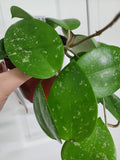 Hoya parasitica heart splash