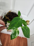 Philodendron white wizard