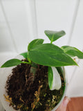 Philodendron white wizard