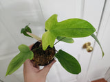 Philodendron florida ghost