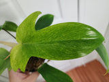 Philodendron florida ghost