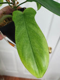 Philodendron florida ghost