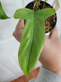Philodendron florida ghost