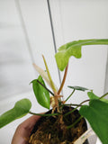 Philodendron florida ghost