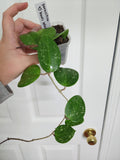 Hoya parasitica heart leave splash