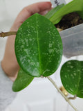 Hoya parasitica heart leave splash
