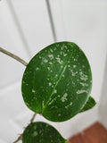 Hoya parasitica heart leave splash