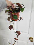 Philodendron mican