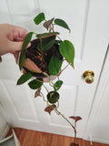 Philodendron mican