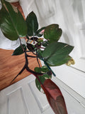 Philodendron pink princess