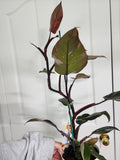Philodendron pink princess