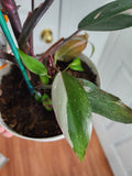 Philodendron pink princess