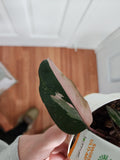 Philodendron pink princess