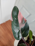 Philodendron pink princess