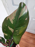 Philodendron pink princess