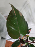 Philodendron pink princess
