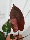 Philodendron pink princess