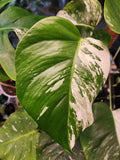 Monstera Albo #2