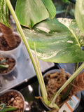 Monstera Albo #2
