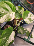 Monstera Albo #2
