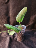 Scindapsus NOID