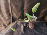 Scindapsus NOID