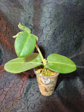 Hoya calycina stargazer