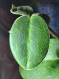 Hoya calycina stargazer