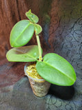 Hoya calycina stargazer