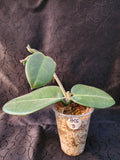 Hoya calycina stargazer